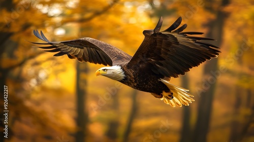 Eagle flying in the sky, Natural background photo