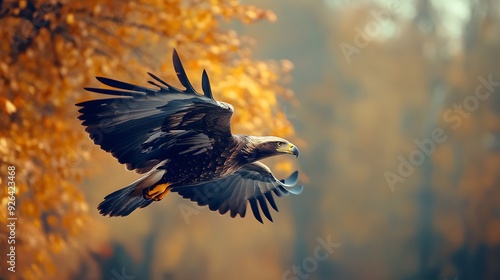 Eagle flying in the sky, Natural background photo