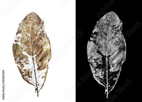 dry leaves with vein isolated on a white background with​ alpha channel.