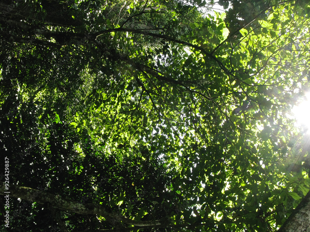 Bottom view of green tree leaves with branches for background. Bottom view of green tree leaves with branches for background.