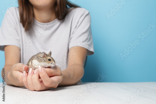 Cute hamster in hands, fluffy mammal, cuddly and fun. photo