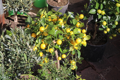 Lemon trees for sale in the provençal market of the Cours Saleya in the old town of Nice City, France. photo