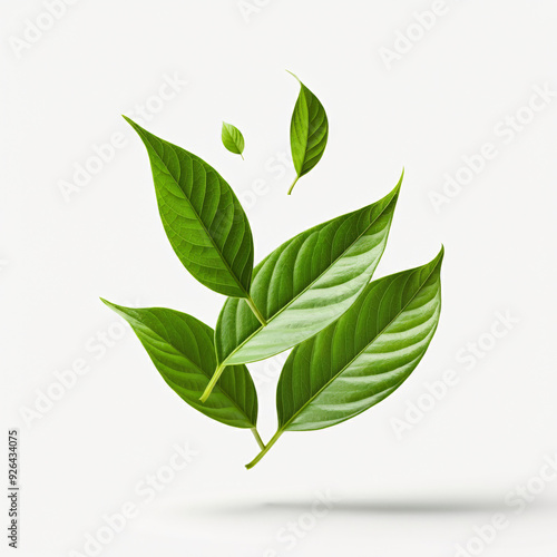 green leaves isolated on white