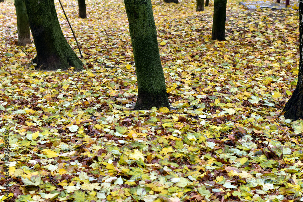 Yellow fallen leaves carpeted the ground around the trees in the park in autumn. Yellow fallen leaves carpeted the ground around the trees in the park in autumn.