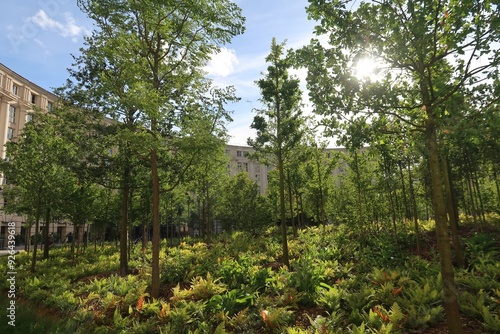 Vue sur les arbres de la forêt urbaine de la place de Catalogne, à Paris, en été (France)