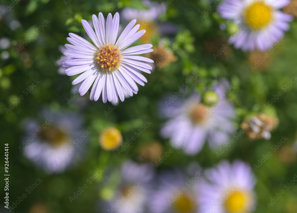 Beautiful close-up of a symphyotrichum novi-belgii Beautiful close-up of a symphyotrichum novi-belgii