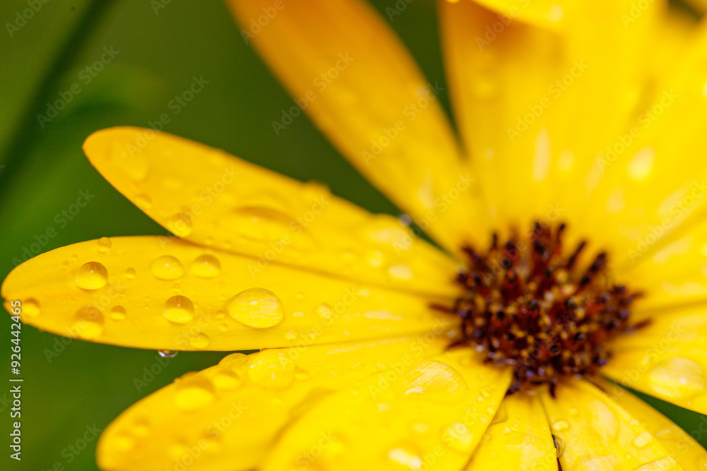 Yellow African Daisy, Daisy, Flower, Flowers, Yellow, Yellow Flower Yellow African Daisy, Daisy, Flower, Flowers, Yellow, Yellow Flower