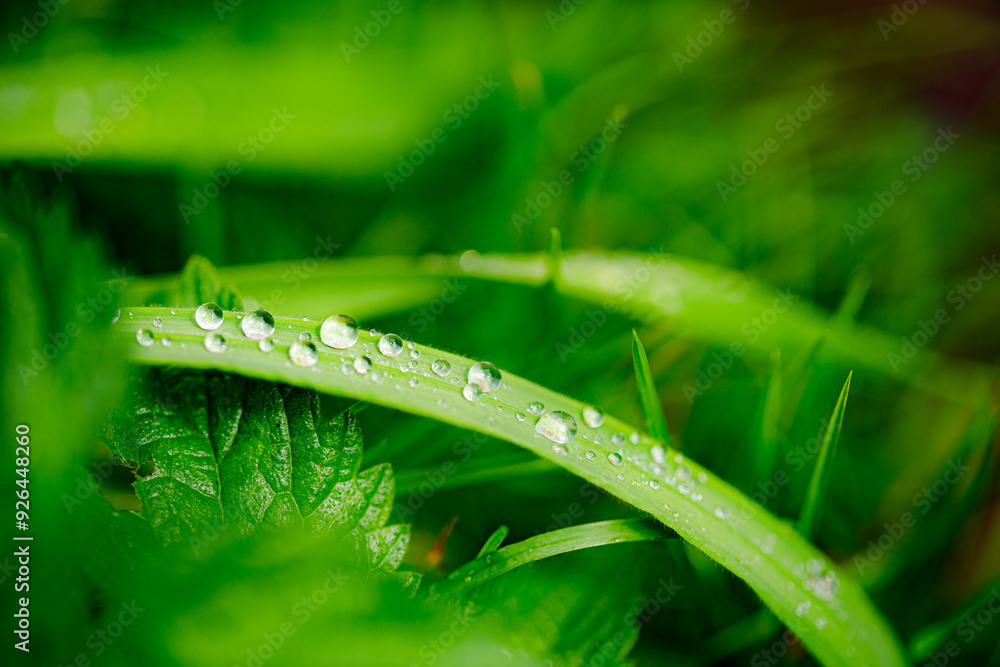 grass, water drops on grass, dew, dew on grass, morning dew, dew in the garden grass, water drops on grass, dew, dew on grass, morning dew, dew in the garden
