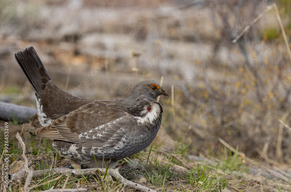 Fototapeta premium Spruce Grouse in Springtime in Yellowstone National Park Wyoming
