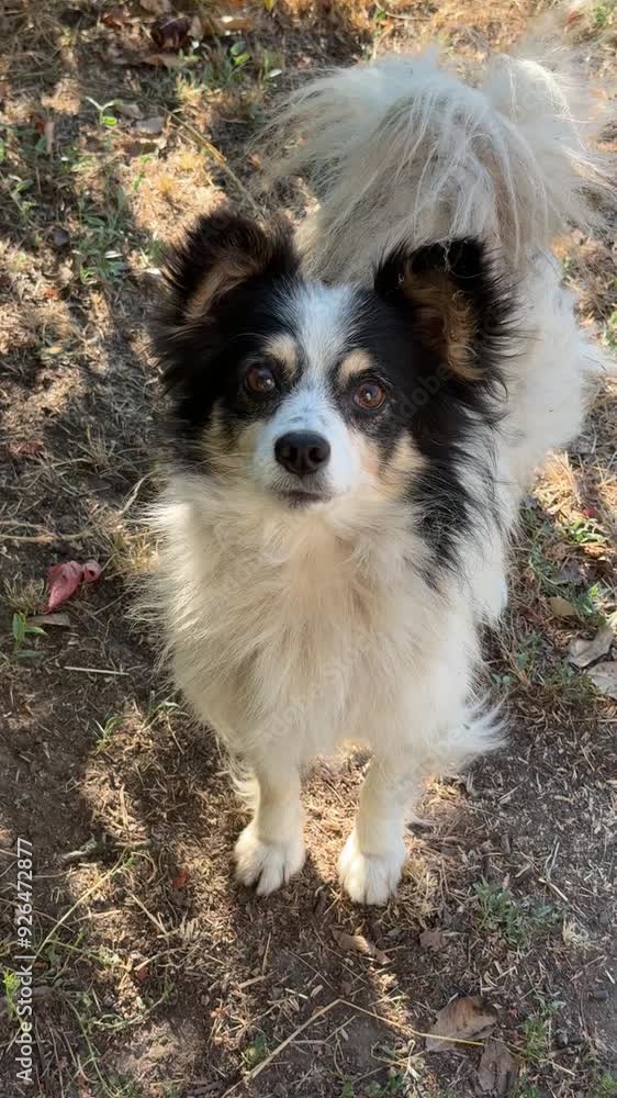 Cute dog looking at camera, vertical video. Cute dog looking at camera, vertical video.