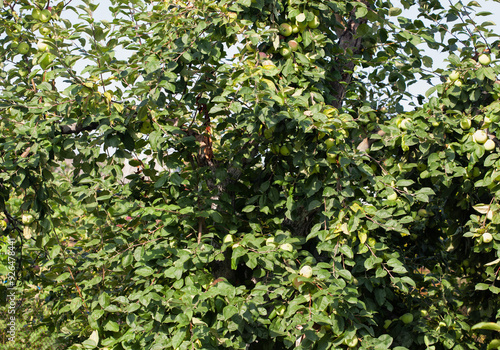 Small apple fruit on a branch in an apple orchard. growing fruit in the garden.
