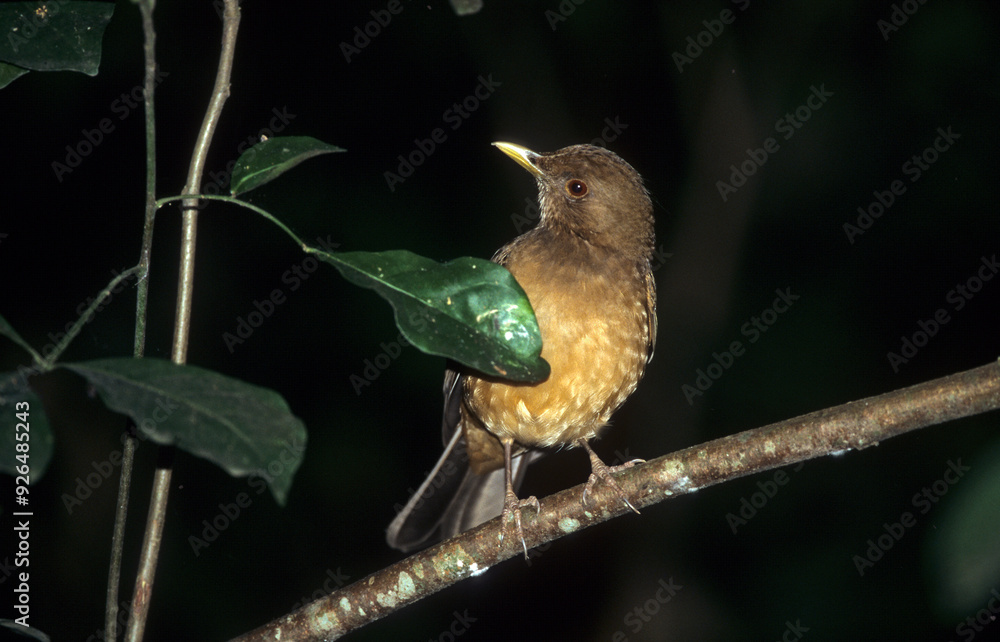 Fototapeta premium Grive des bois,.Hylocichla mustelina, Wood Thrush, Catharus mustelinus