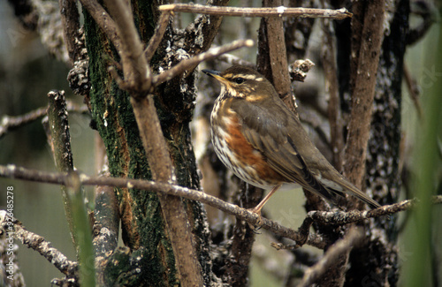 Grive mauvis,.Turdus iliacus, Redwing photo