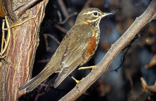 Grive mauvis,.Turdus iliacus, Redwing photo