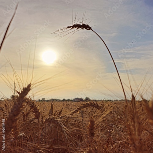 Campo di grano in emilia romagna, gattatico, reggio emilia