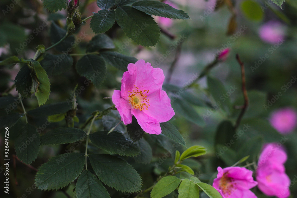 Obraz premium Pink wild rose blooming amid lush green foliage in a garden during late spring