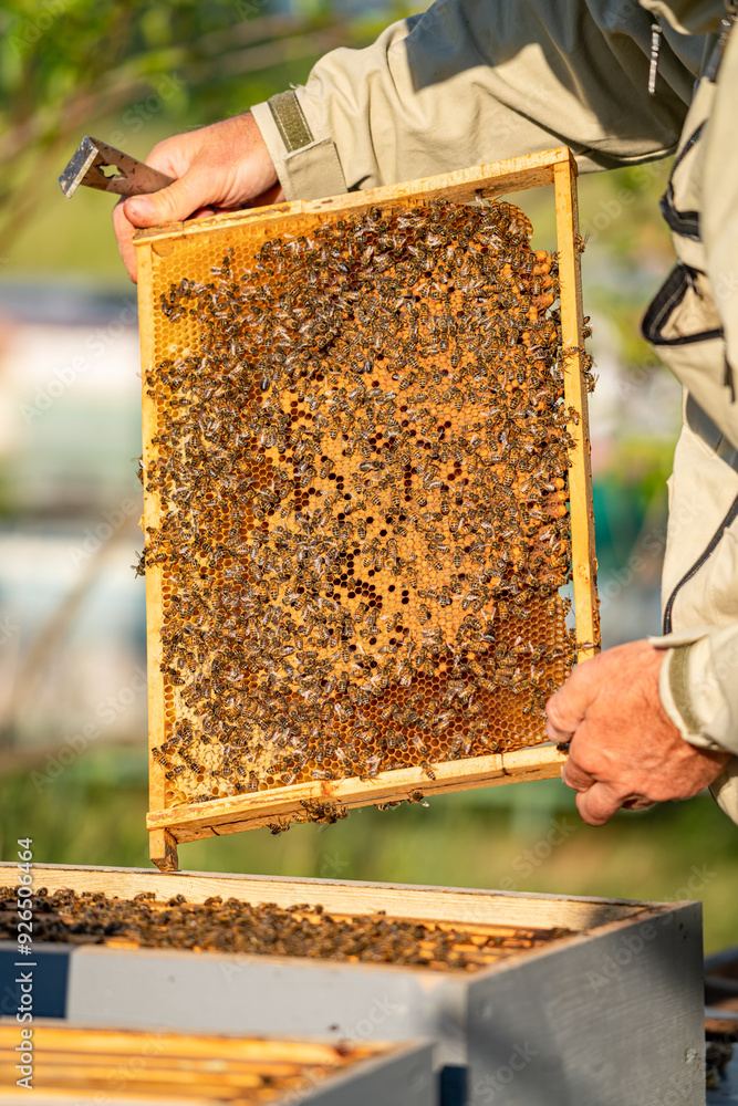 Beekeeper inspecting frame for honey during late afternoon in garden. A beekeeper examines a honeycomb frame filled with bees and honey. Beekeeper inspecting frame for honey during late afternoon in garden. A beekeeper examines a honeycomb frame filled with bees and honey.