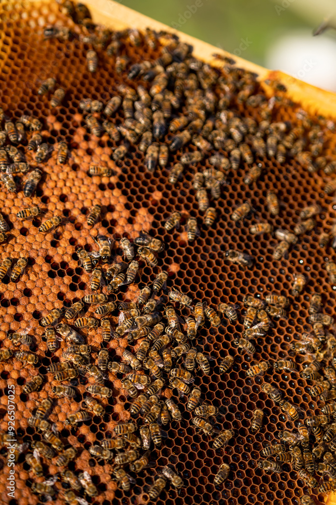 Bees collecting nectar on honeycomb in a sunny garden. Bees actively working on honeycomb to gather nectar in a garden. Bees collecting nectar on honeycomb in a sunny garden. Bees actively working on honeycomb to gather nectar in a garden.