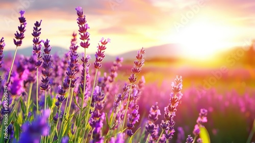 Purple lavender fields, aromatic scent, close up, rich purple hues, Double exposure silhouette with countryside