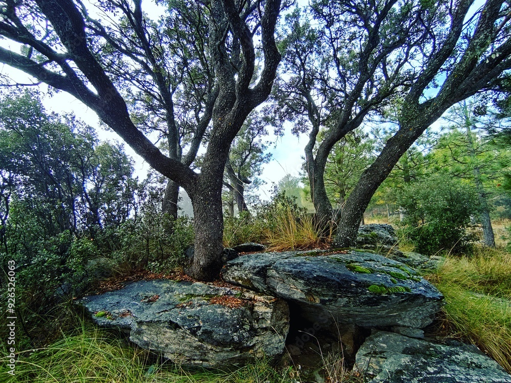 Quercia nel bosco, sierra nevada, andalucia, spagna Quercia nel bosco, sierra nevada, andalucia, spagna