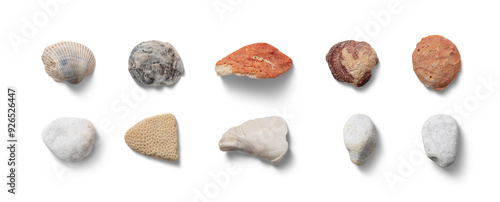A diverse assortment of rocks and seashells displayed together, each exhibiting distinct shapes and colors typical of coastal environments
