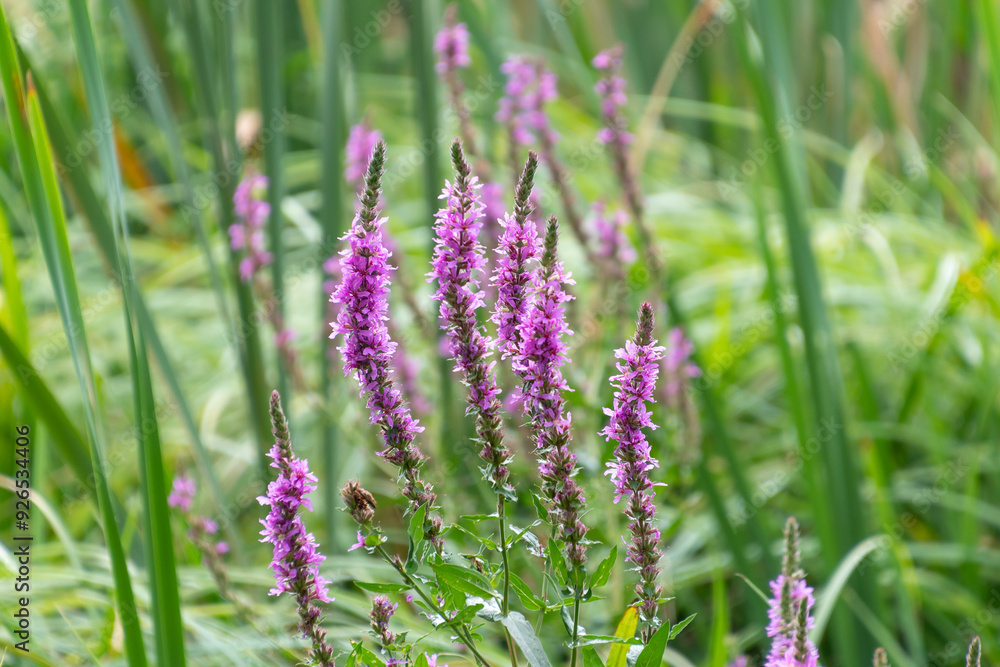 Beautiful pink flowers of Lythrum salicaria. purple loosestrife. spiked loosestrife Beautiful pink flowers of Lythrum salicaria. purple loosestrife. spiked loosestrife