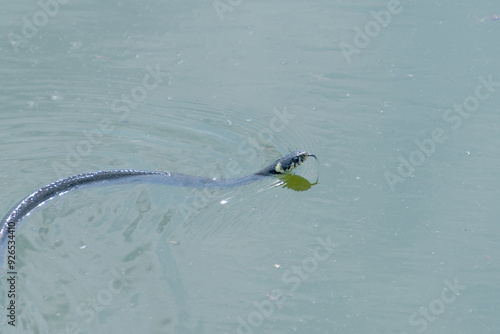 The grass snake swims in the water. ringed snake, water snake.