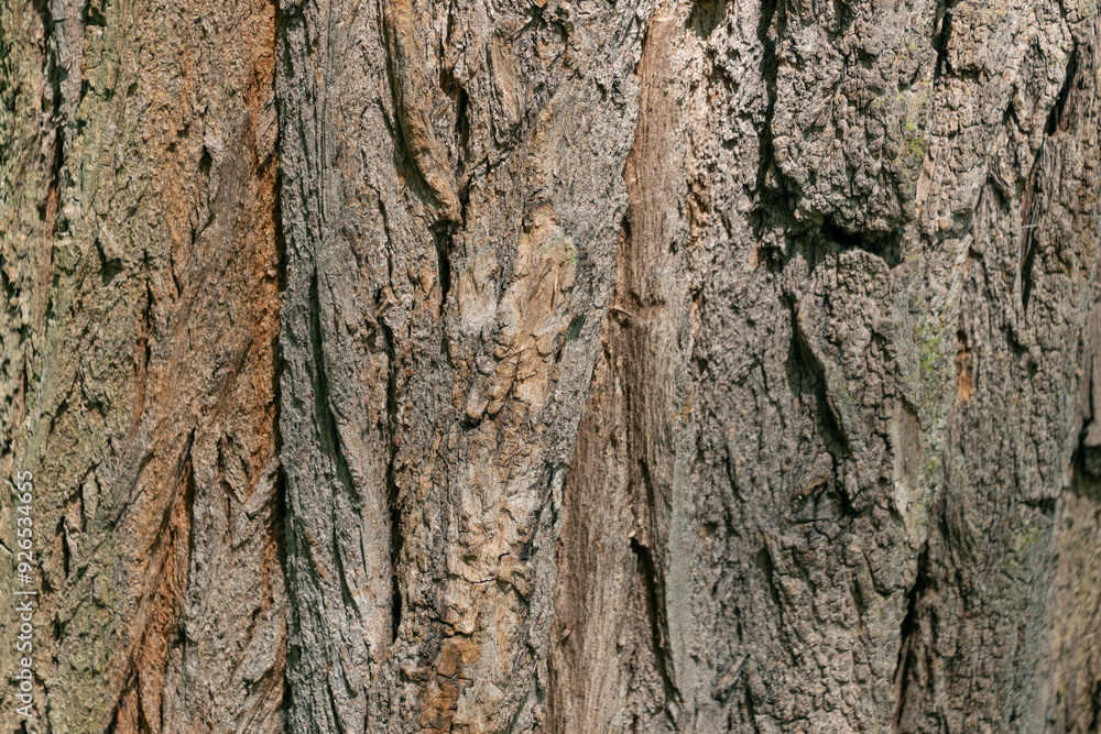 Tree trunk, close-up. Tree bark texture. Natural background. The rough, cracked surface Tree trunk, close-up. Tree bark texture. Natural background. The rough, cracked surface