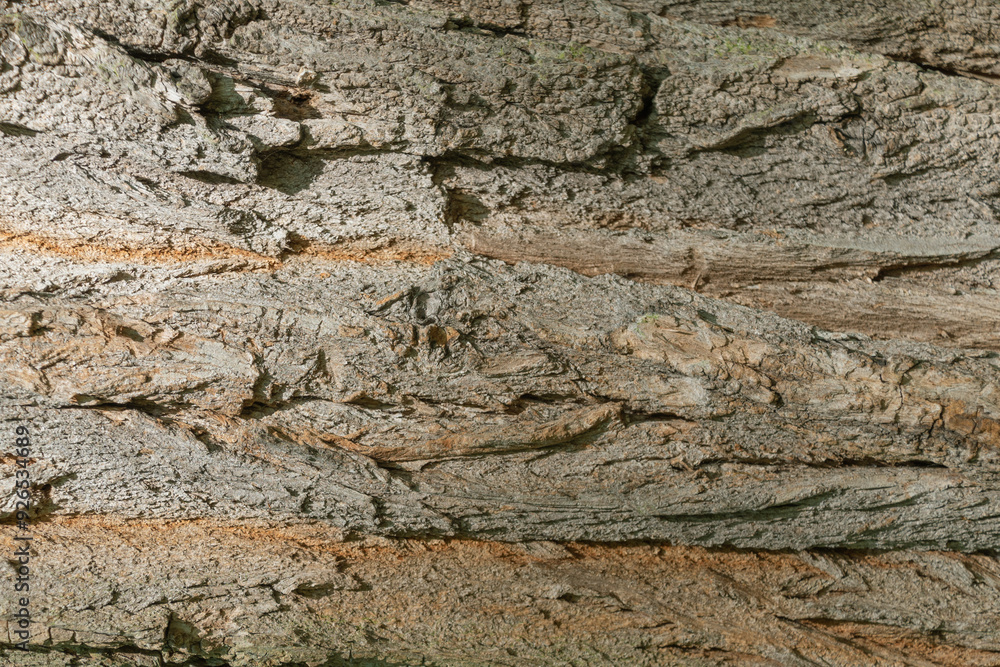 Tree trunk, close-up. Tree bark texture. Natural background. The rough, cracked surface Tree trunk, close-up. Tree bark texture. Natural background. The rough, cracked surface