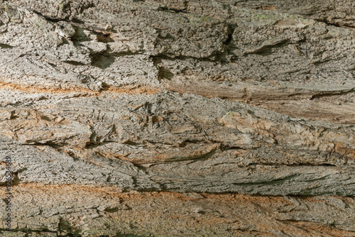 Tree trunk, close-up. Tree bark texture. Natural background. The rough, cracked surface