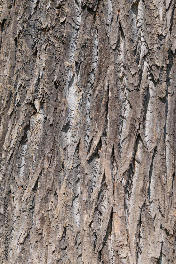 Tree trunk, close-up. Tree bark texture. Natural background. The rough, cracked surface Tree trunk, close-up. Tree bark texture. Natural background. The rough, cracked surface