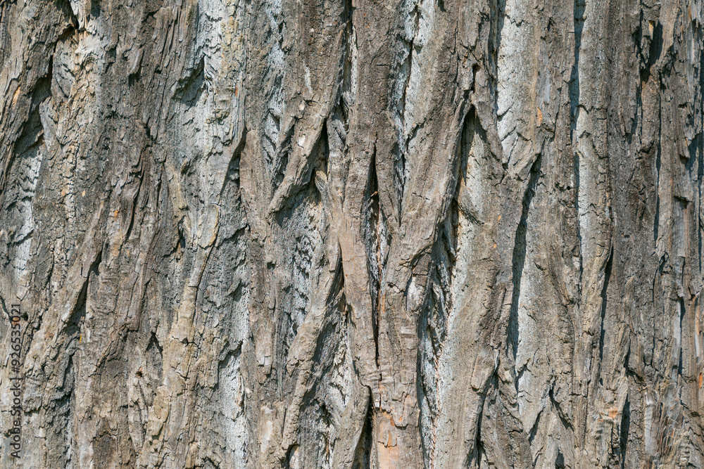 Obraz premium Tree trunk, close-up. Tree bark texture. Natural background. The rough, cracked surface
