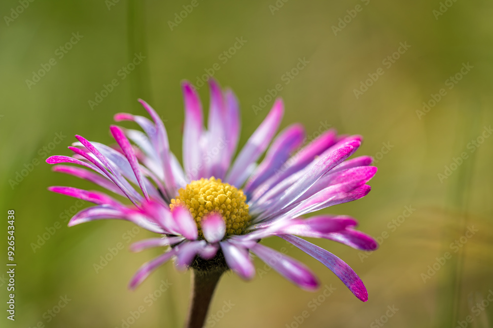 Close up of a beautiful purple and white flower with a yellow center Close up of a beautiful purple and white flower with a yellow center
