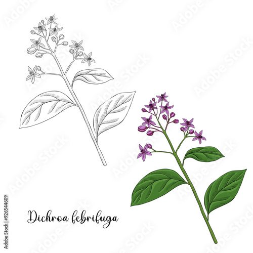 vector drawing plant of blue evergreen hydrangea, Chinese quinine , Dichroa febrifuga , herb of traditional chinese medicine, hand drawn illustration