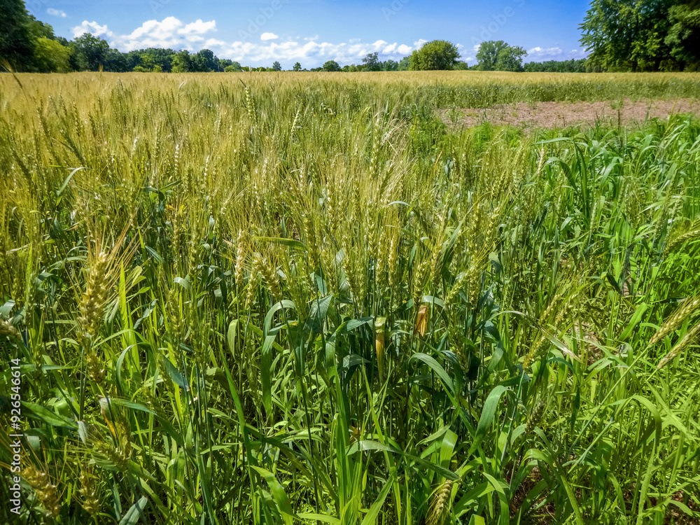 Fototapeta premium Wheat Growing In An Urban Field In Early July In Wisconsin