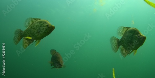 Photography Crappie and Smallmouth Bass