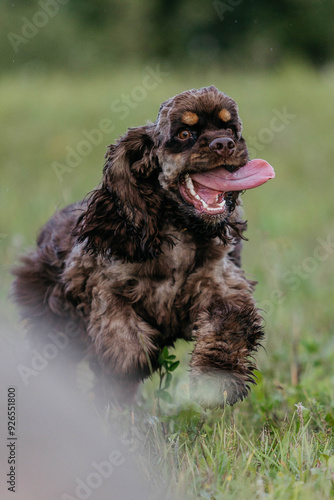 Obraz na plátně American Cocker spaniel in the field