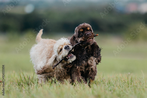Foto Two American cocker spaniels run in a field with a stick