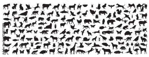 Animal silhouette collection. Set of black animal silhouette. Animal icons. Mammal, fish, insects, birds, reptiles silhouette collection. Wild, domestic animals icons