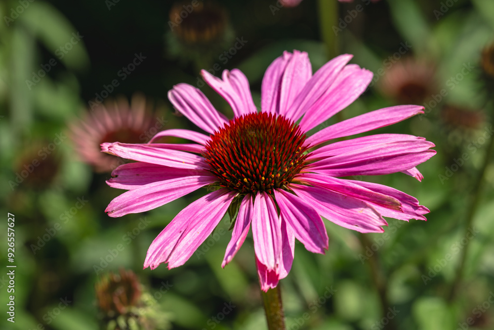 Fototapeta premium Echinacea Flower