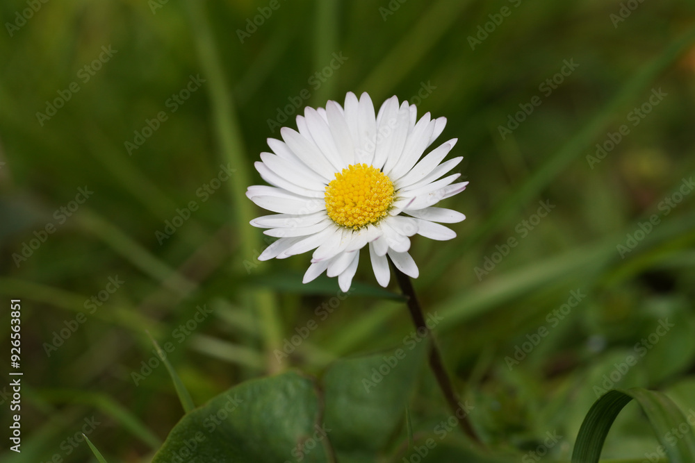 Obraz premium Daisy macro 1 