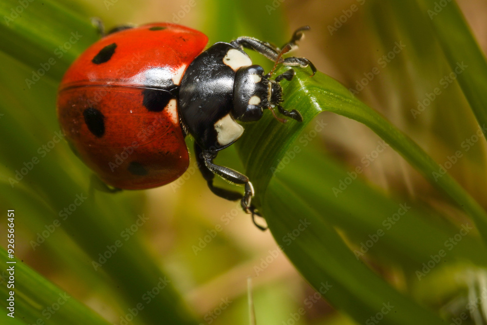 Obraz premium Ladybug