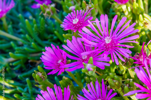 closeup of blooming Delosperma cooperi (purple ice plant) photo