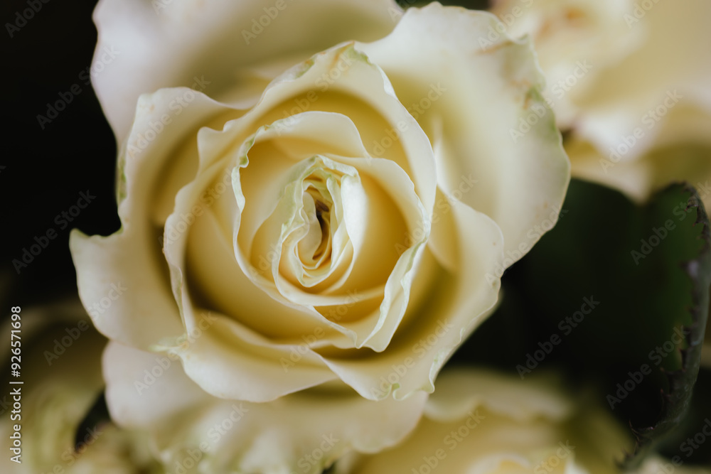 A vibrant bouquet of fresh roses, bursting with color and delicate petals, perfect for celebrating love, anniversaries, or special occasions, capturing nature's beauty and fragility. A vibrant bouquet of fresh roses, bursting with color and delicate petals, perfect for celebrating love, anniversaries, or special occasions, capturing nature's beauty and fragility.