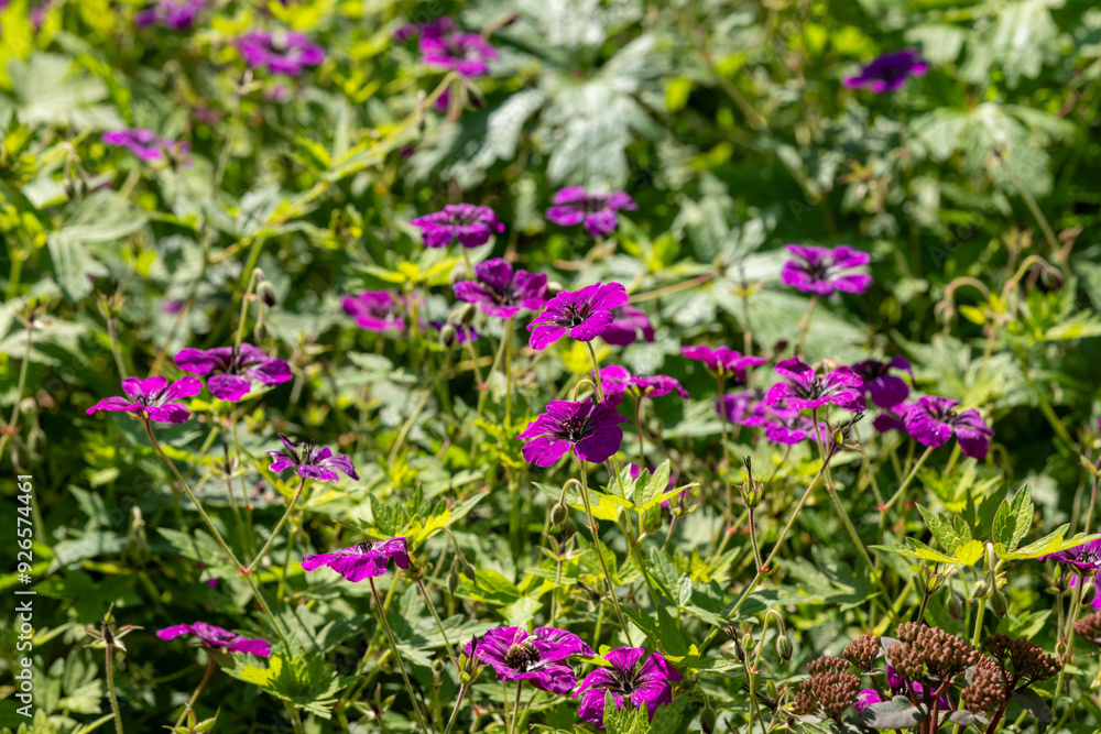 purple flowers in the garden purple flowers in the garden