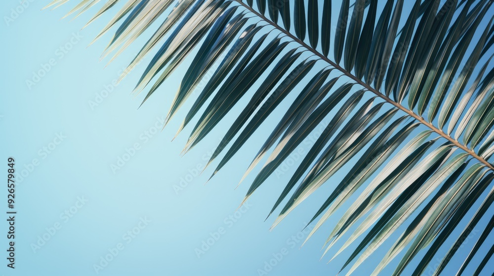 Fototapeta premium A close-up of palm leaves against a blue sky background.