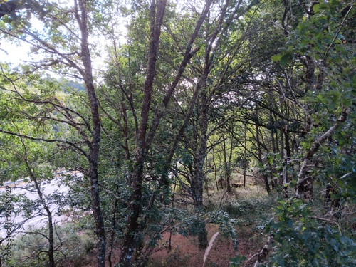 Ramaje en un bosque de Guitiriz, Galicia