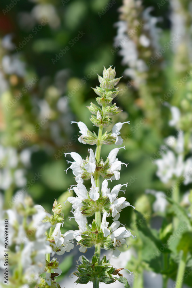 Balcan clary Salute White flowers Balcan clary Salute White flowers