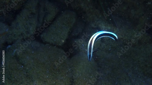 Exotic small fish cleaner blue streak wrasse - Labroides dimidiatus, it belongs to Labridae family, inhabits coral reefs and feeds by removing ectoparasites from tissues of other fish