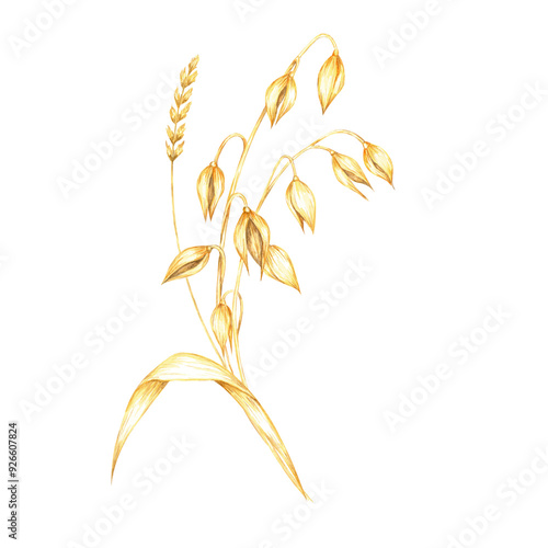 Oat stem with golden-yellow grains and a single leaf. Cereal and herbs watercolor clipart. Ideal for use in organic product branding, farm-to-table restaurant menus, or nature-inspired stationery